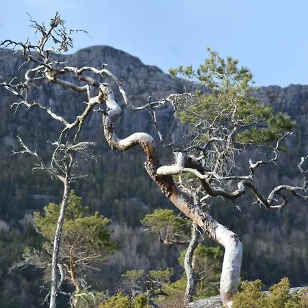 Treehut, Nature, Birds, Silence And Fjord Herand Exterior photo