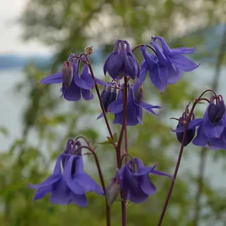 Treehut, Nature, Birds, Silence And Fjord Herand Exterior photo