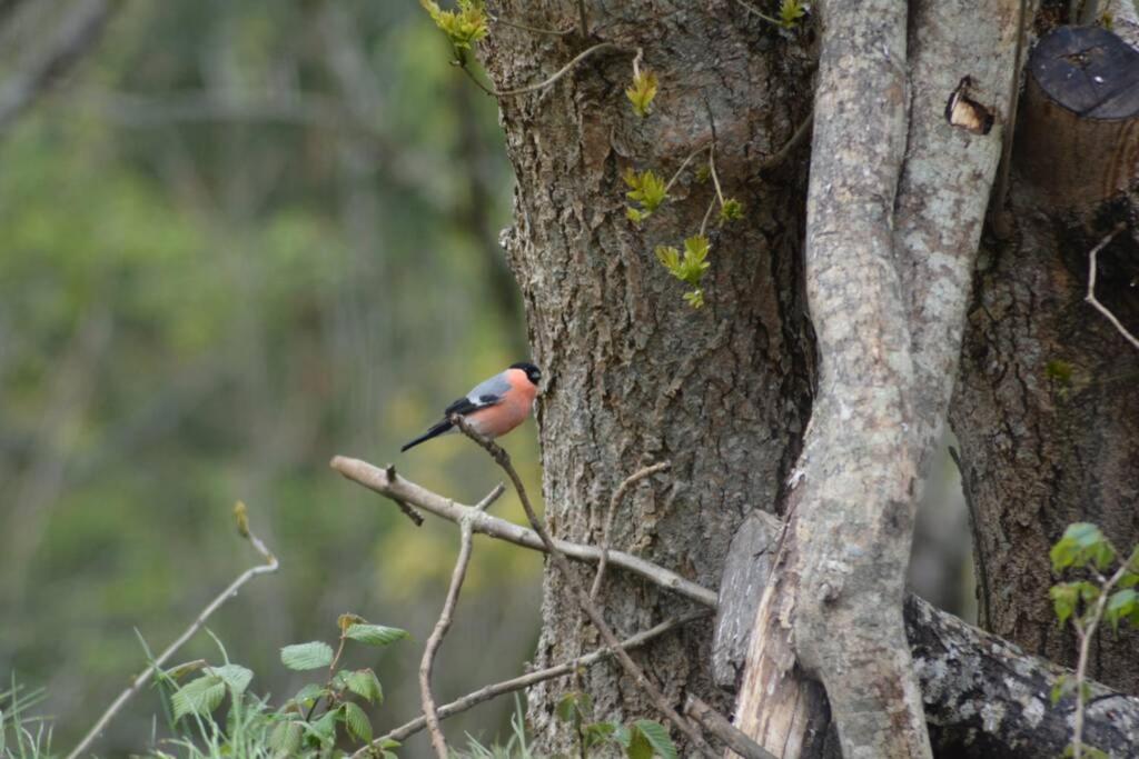 Treehut, Nature, Birds, Silence And Fjord Apartment Herand