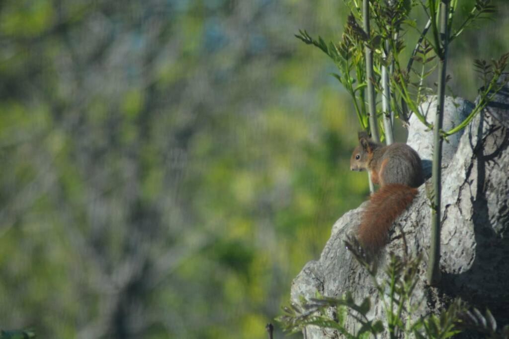 Treehut, Nature, Birds, Silence And Fjord Apartment Herand
