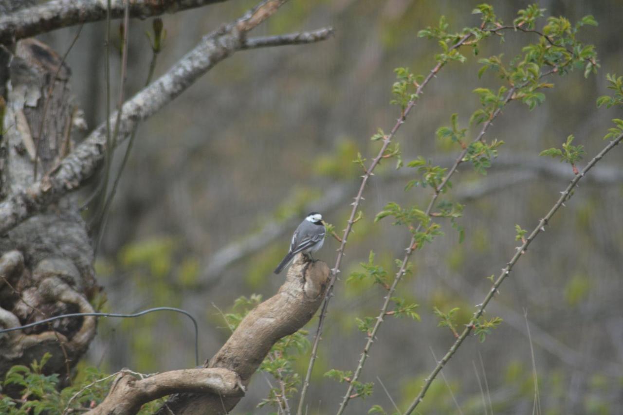 Apartment Treehut, Nature, Birds, Silence And Fjord *