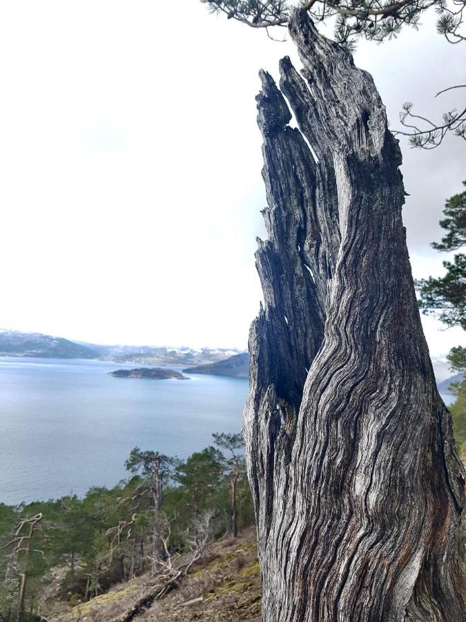 Apartment Treehut, Nature, Birds, Silence And Fjord