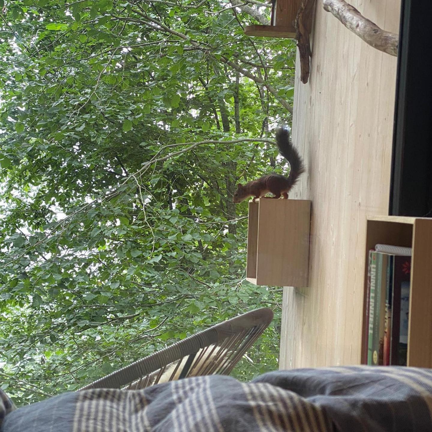 Treehut, Nature, Birds, Silence And Fjord Apartment *
