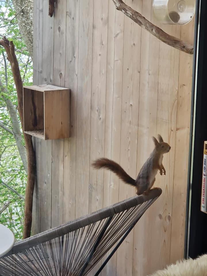 Treehut, Nature, Birds, Silence And Fjord Apartment *